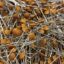 1NF resmi